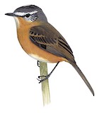 Grey-backed Tachuri Illustration