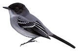 Torrent Tyrannulet Illustration