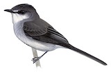 River Tyrannulet Illustration