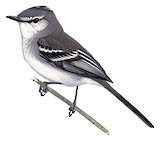 White-crested Tyrannulet Illustration