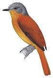 Rufous-tailed Attila Illustration