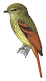 Rufous-tailed Flatbill Illustration