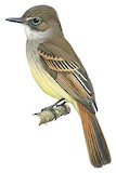 Flammulated Flycatcher Illustration