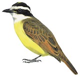 Great Kiskadee Illustration