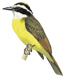 Lesser Kiskadee Illustration