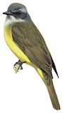 Sulphury Flycatcher Illustration