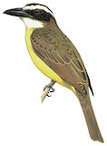 Boat-billed Flycatcher Illustration