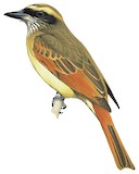 Baird's Flycatcher Illustration