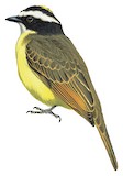 Rusty-margined Flycatcher Illustration