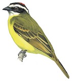 Social Flycatcher Illustration