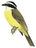 White-bearded Flycatcher Illustration