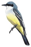 Snowy-throated Kingbird Illustration