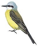 White-throated Kingbird Illustration