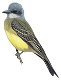 Tropical Kingbird Illustration