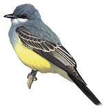 Cassin's Kingbird Illustration