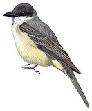 Thick-billed Kingbird Illustration