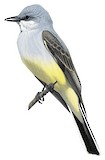 Western Kingbird Illustration