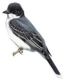 Eastern Kingbird Illustration