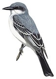 Grey Kingbird Illustration