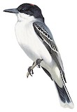 Loggerhead Kingbird Illustration