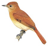 Rufous Casiornis Illustration