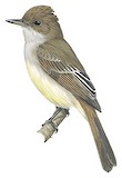 Swainson's Flycatcher Illustration