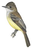 Sad Flycatcher Illustration