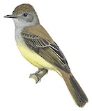 Panama Flycatcher Illustration