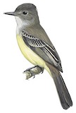 Short-crested Flycatcher Illustration