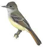 Venezuelan Flycatcher Illustration