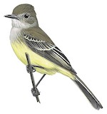 Pale-edged Flycatcher Illustration