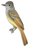 Rufous-tailed Flycatcher Illustration