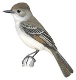 La Sagra's Flycatcher Illustration