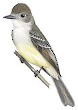 Stolid Flycatcher Illustration