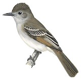 Puerto Rican Flycatcher Illustration