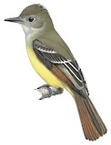 Great Crested Flycatcher Illustration