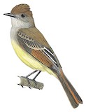 Yucatan Flycatcher Illustration