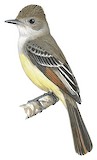 Brown-crested Flycatcher Illustration