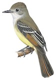 Grenada Flycatcher Illustration