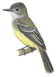 Apical Flycatcher Illustration