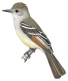 Ash-throated Flycatcher Illustration