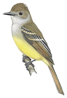 Salvadoran Flycatcher