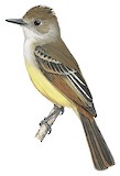 Nutting's Flycatcher Illustration