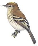 Bran-colored Flycatcher Illustration