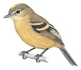 Rufescent Flycatcher Illustration