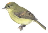 Orange-crested Flycatcher Illustration