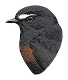 Maroon-belted Chat-Tyrant Illustration