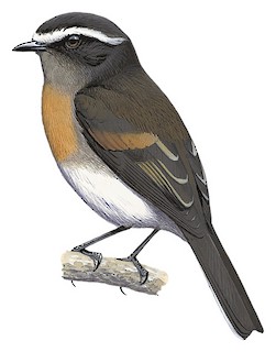 Ochthoeca rufipectoralis obfuscata