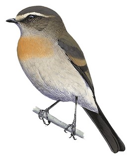 Ochthoeca rufipectoralis poliogastra