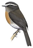 Rufous-breasted Chat-Tyrant Illustration